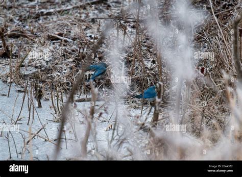 Foraging Blue Birds Near Frozen Pond Stock Photo Alamy