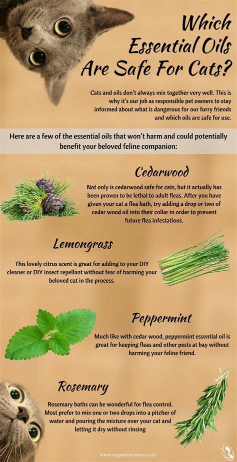 5 best oils + uses for cats. Which Essential Oils Are Safe for Cats | Essential oils ...