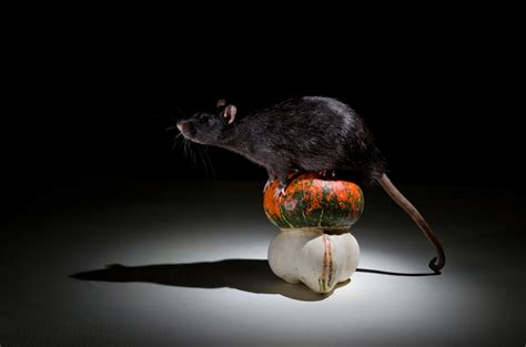 Rat and pumpkin. - Decorative rat with a decorative pumpkin in the dark