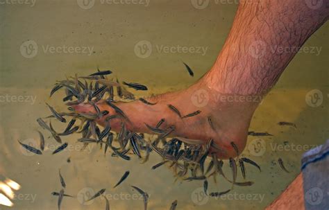 Small Fish Eating The Dead Skin Of A Mans Foot Fish Pedicure 8738008