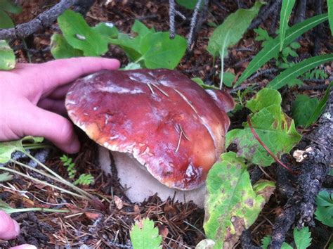 Boletus Edulis Aka Porcini The King Of Mushrooms Backyard Forager