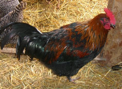 Baby black copper maran rooster. New Chicks This Spring? How About Black Copper Marans ...