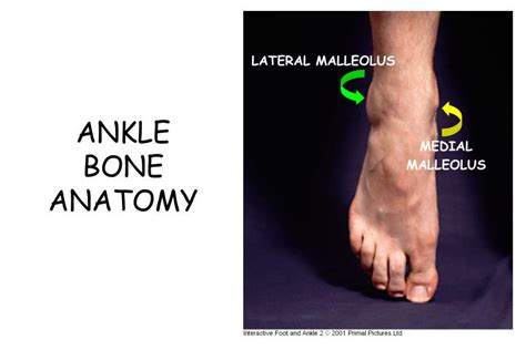 Ppt Ankle Anatomy Powerpoint Presentation Id30309