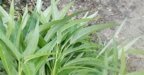 Setelah benih sudah cukup umur maka bisa dipindahkan ke media tanam lain seperti pot dan sebagainya. Jom Tanam Sayur ( JTS ) : Tuaian Kebun Bandar Hari IniJom ...