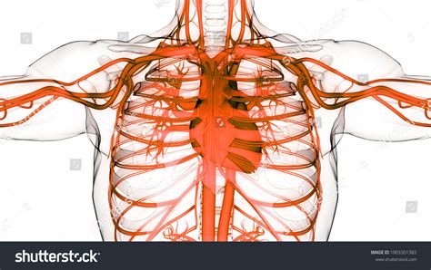 Human Circulatory System Heart Anatomy 3d Stock Illustration 1903301383