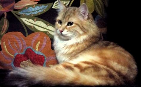 We specialize in breeding neva masquerade siberian cats, which are the most beautiful of all. NH Siberian Cats - Hypoallergenic - New England | Siberian ...