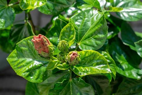 9 Common Hibiscus Pests And Diseases And How To Deal With Them