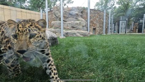 Zoo Welcomes Pair Of Amur Leopards News Sports Jobs Minot Daily News