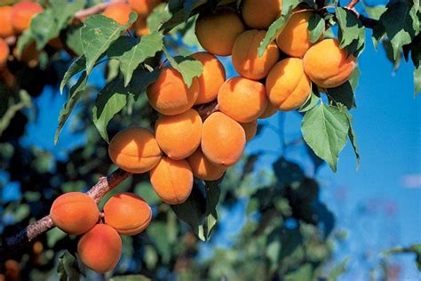 The following 81 files are in this category, out of 81 total. Harcot Apricot - Apricot Trees - Stark Bro's