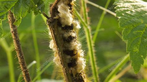 Larvas De Las Avispas Parasitoides En El Aterpillar De La Mariposa De Euthrix Potatoria