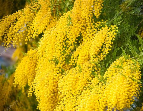 Yellow Mimosa Flowers — Stock Photo © Morozena 2956793