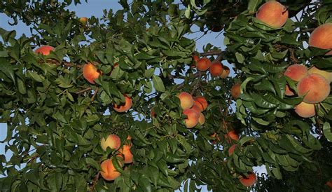 The 'bonfire' peach tree for example, which is hardy in usda zones 5 through 8, is prized for its dark red leaves and double, light pink flowers, but it does not produce edible fruit. Peach Tree Care | The Tree Center™