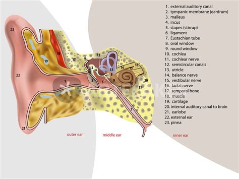 Human Middle Ear Anatomy Diagram