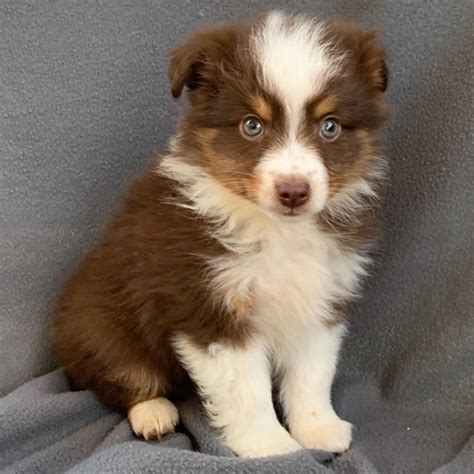 TOY AUSTRALIAN SHEPHERD | MALE | ID:4739-KK ? Central Park Puppies