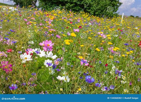 Colorful Flowers In Meadow At Sunshine Summer Day With Green Bush