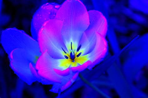 Beautiful Blue Bing Images Glowing Flowers Flower Pictures Neon