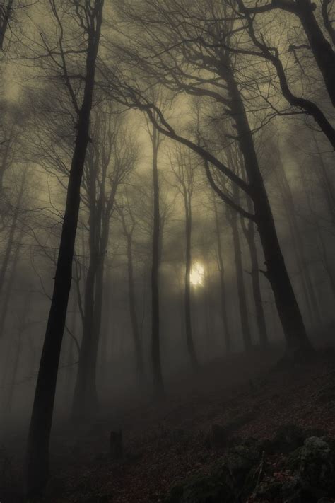 Pin By Jeanne Loves Horror💀🔪 On Trees Foggy Forest Nature