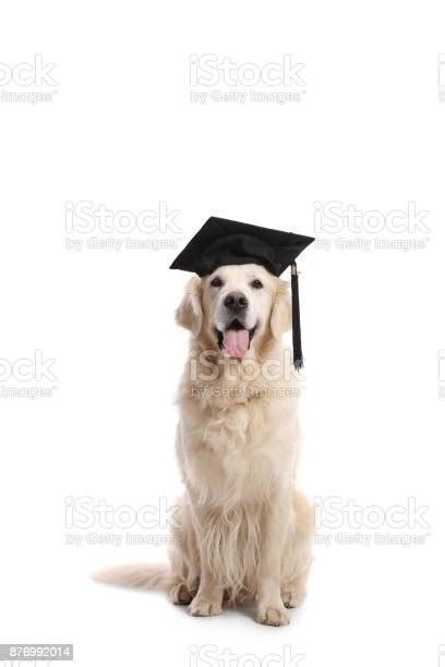 Labrador Retriever Dog With A Graduation Hat Stock Photo Download