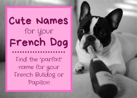 Cute French Dog Names For A Papillon Or French Bulldog Pethelpful