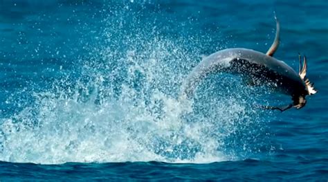 But from what i've learned birds have a different visual perspective of the world i eat a lot of fish so this happens quite frequently. VIDEO: Catch the exact moment when GIANT fish jumps out of ...