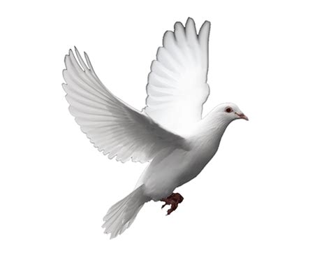 Animated Flying Dove Clipart Best