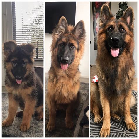 Three Different Pictures Of Dogs Sitting On The Floor One With Its