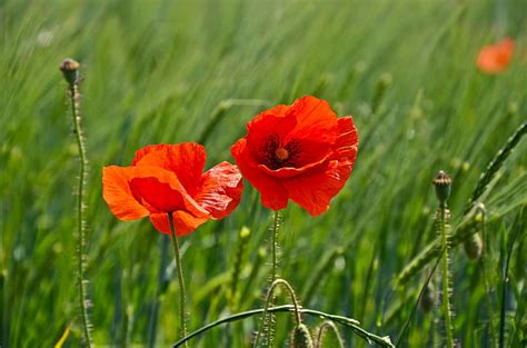Royalty Free Photo Photo Of Two Red And Orange Petaled Flowers Pickpik