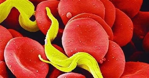 Lack Of Sex Could Wipe Out Trypanosomiasis