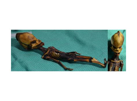 Atacama Alien Update Dna Details Of Six Inch Skeleton Discover