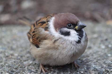 Almost As Cute As You — Fat Sparrows Are Fat