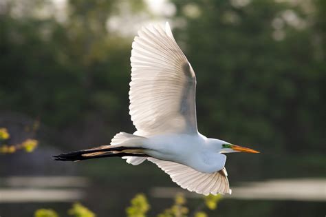 White Bird In Flight Remax Affinity Plus Rentals