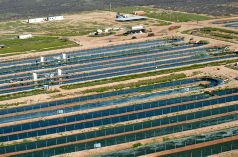 They are autotrophic and therefore their development is is not restricted by organic carbon supply. Growing algae more sustainably for biofuel production ...