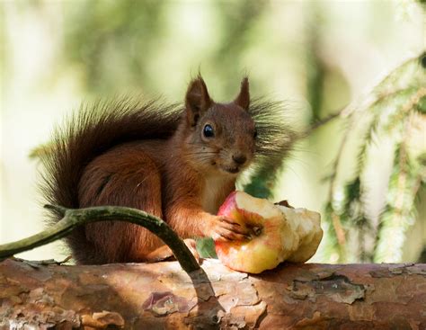 Red Squirrel Eating Apple The Apple Was Probably Thrown Aw Flickr