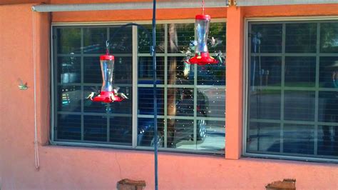 1875 north palm canyon drive92262palm springsverenigde staten. COYOTE INN...PALM SPRINGS....HUMMINGBIRDS - YouTube
