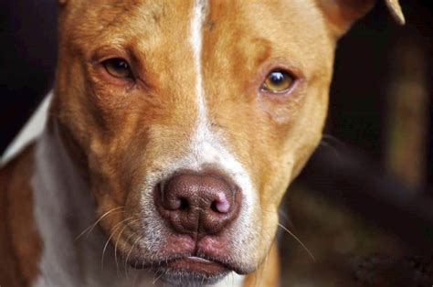 The 8 best dog foods for pitbulls: The Best Dog Food for Pitbulls in 2020 (Adults and Puppies)