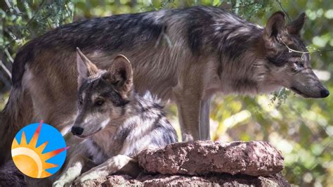 Environmentalists And Ranchers Discuss Worries About The Endangered