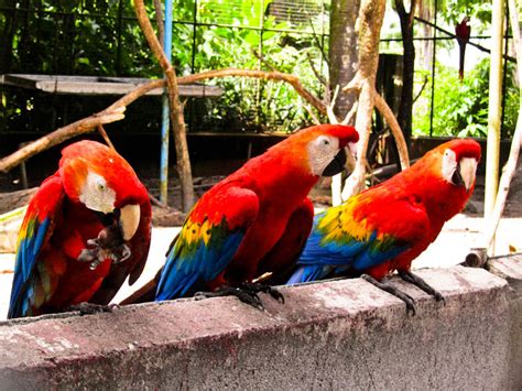 Macaw Parrots From The Amazon Guyana