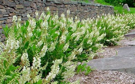Whether you plant them in groups of three or more in order to create a gorgeous, fragrant fence line, select one as an outstanding specimen, or mix them throughout your perennial beds, shrub roses will captivate every visitor to your garden! Kolibri kertészet - Clethra (Borscserje)