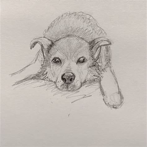 Dog Pencil Sketch Pencil Sketch Drawing Sketches Drawings