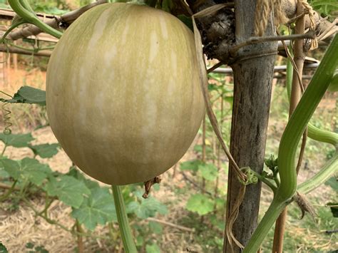 Do pumpkins stop growing once they turn orange? Dickinson pumpkins losing fruit - Plant Health ...