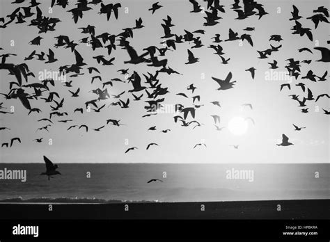 Silhouettes Flock Of Seagulls Over The Sea Black And White Photo Stock