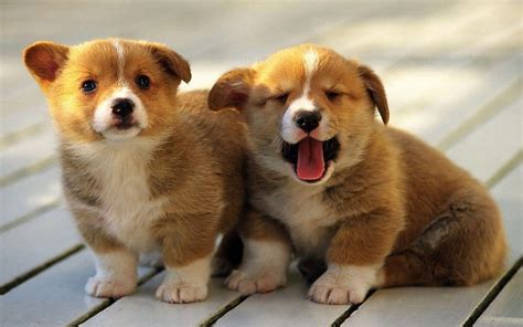 Adorable Fat Animals Fat Dogs Hd Wallpaper Pxfuel