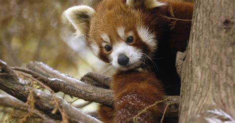 Red Pandas Have A Sweet Tooth