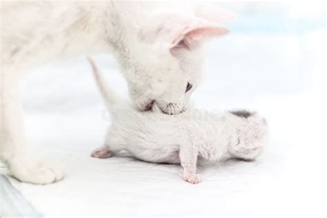 Mother Cat Carrying Newborn Kitten Stock Photo Image Of Mixed Breed
