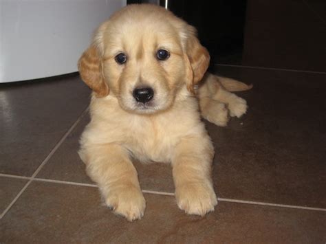 A newborn golden retriever puppy may have a lot of needs and its mother can take better care of its growing needs. Puppy Care | i heart golden retrievers