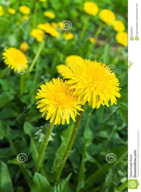 Osserva i fiori spontanei e capirai i tipi di terreno. Fiori Gialli Luminosi Freschi Del Dente Di Leone In ...
