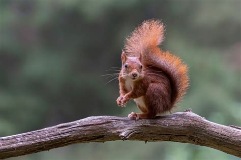 Eurasian Red Squirrel Facts Critterfacts