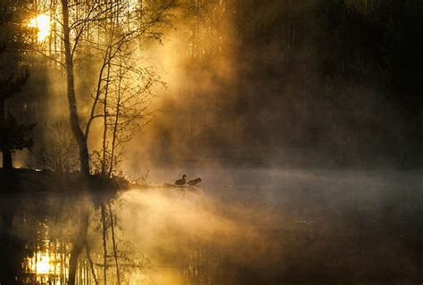 Hd Wallpaper Autumn Birds Forest Mist Morning River Sunrise