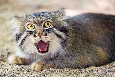 These Wild Manul Cats Are The Most Expressive Felines You Ll Ever See