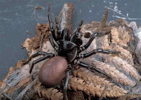 10 Most Dangerous Australian Spiders Australian Spider Australian